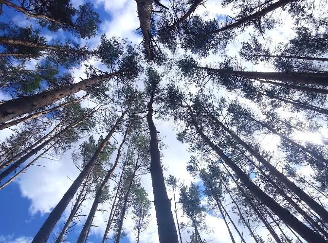 Lubiana180 Scandi Wsrod Drzew Jacuzzi Sauna Kominek I Taras Na Dachu Jezioro Kaszuby Pieski Tylko Do 10kg Za Dodatkowa Oplata Semesterbostad